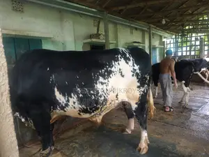 Australian Friesian Bull 40 Mon Weight for Sale