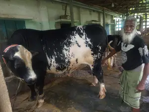 Australian Friesian Bull 40 Mon Weight for Sale