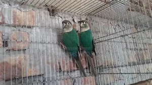 টিকিউ ব্লু কনুর