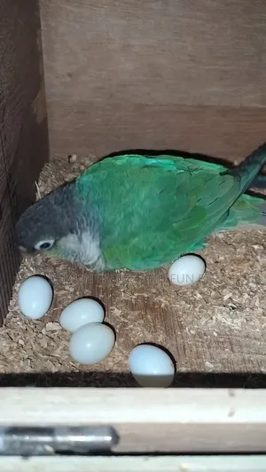 টিকিউ ব্লু কনুর