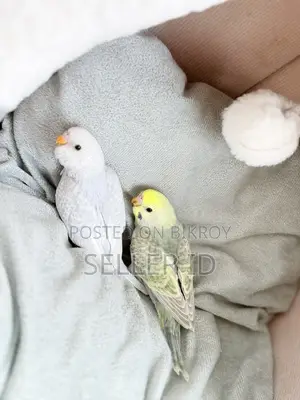 Baby Birds
