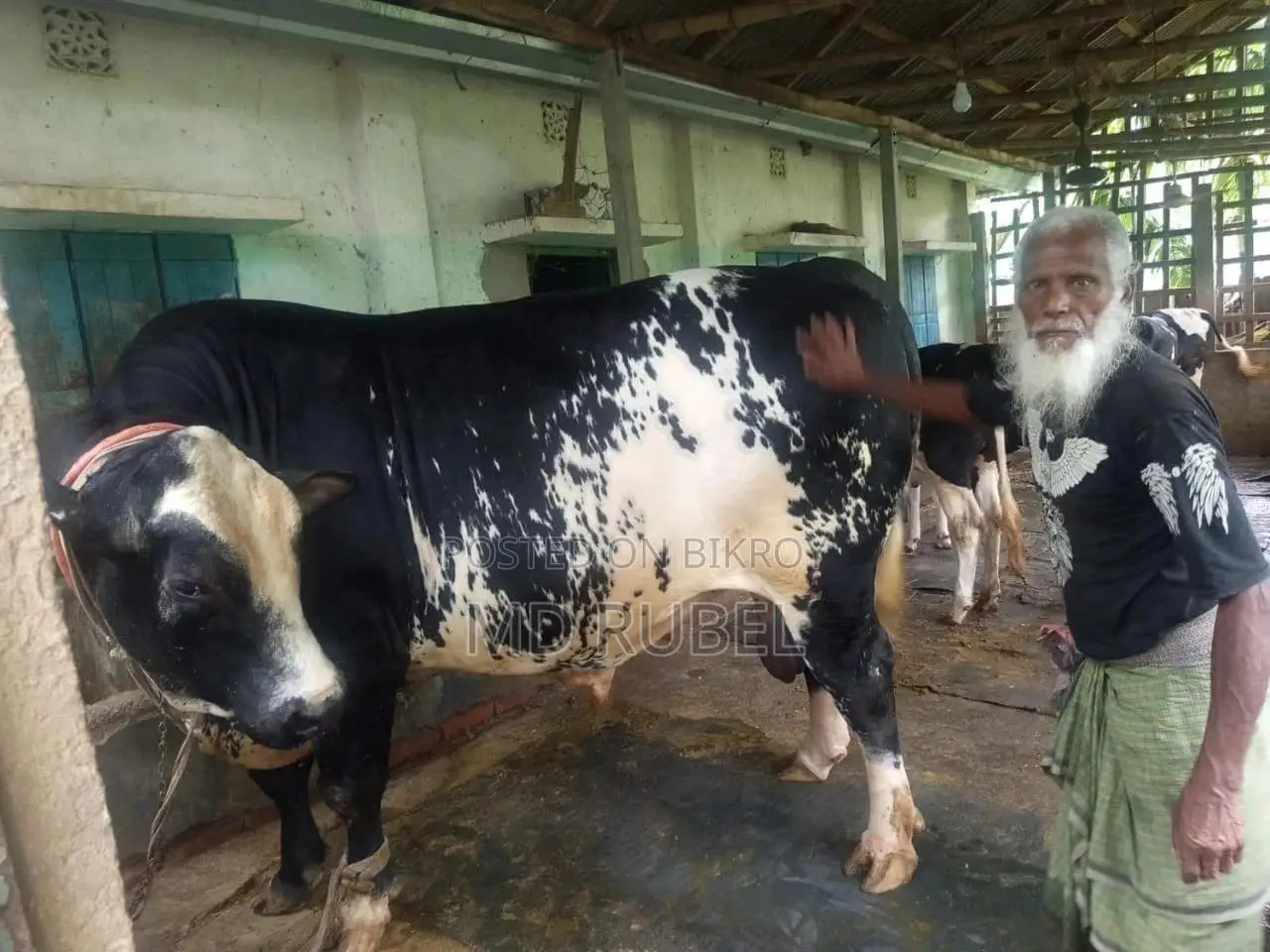 Australian Friesian Bull 40 Mon Weight for Sale