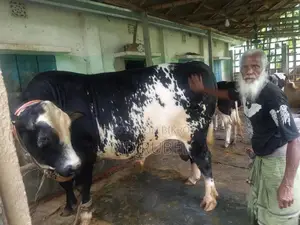 Australian Friesian Bull 40 Mon Weight for Sale