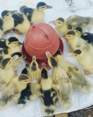 Chinese Ducklings