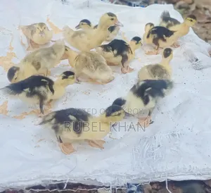 Chinese Ducklings