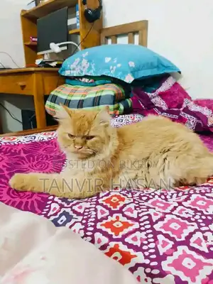 6-12 Months Male Purebred Persian Cat