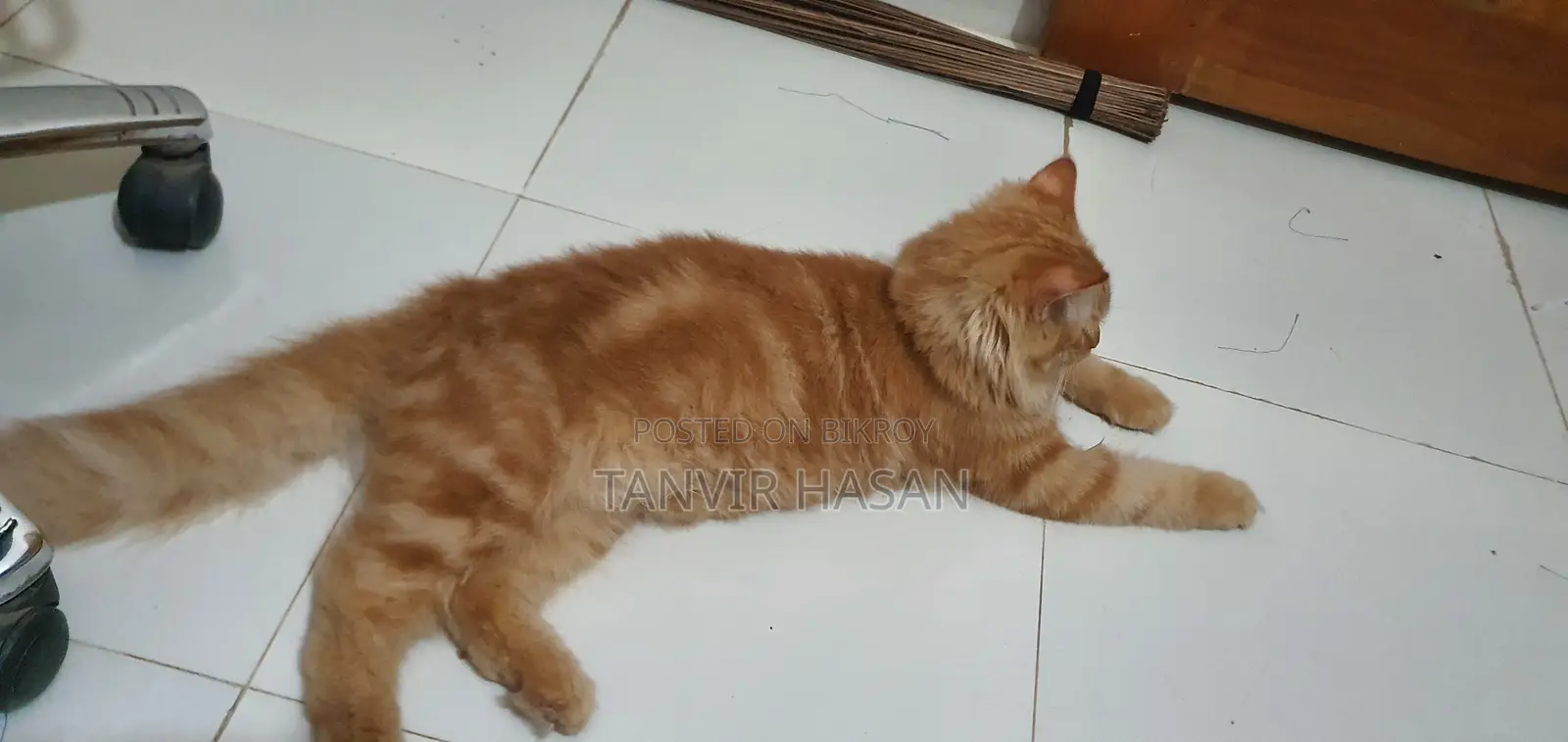 6-12 Months Male Purebred Persian Cat