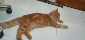 6-12 Months Male Purebred Persian Cat