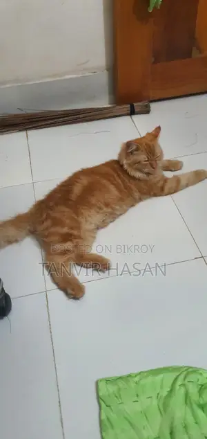 6-12 Months Male Purebred Persian Cat