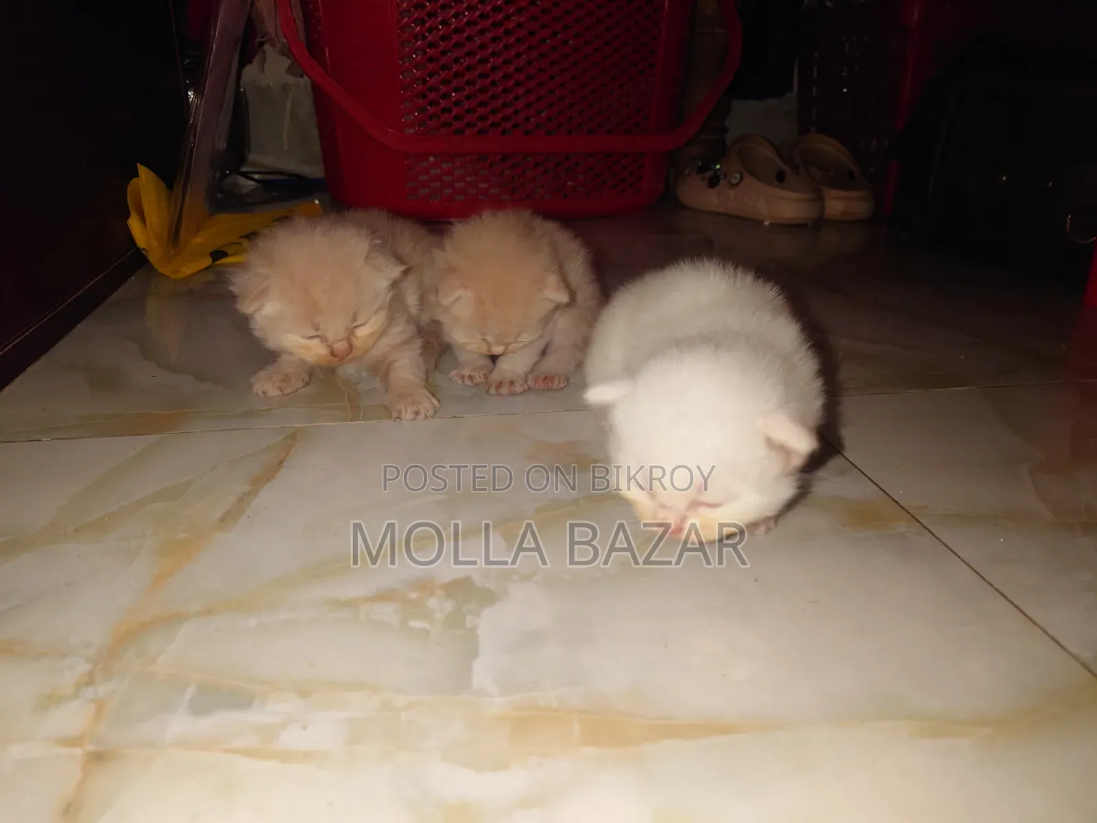 0-1 month Male Purebred Persian
