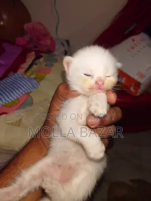 0-1 month Male Purebred Persian