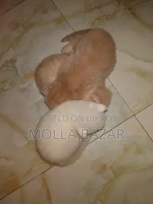 0-1 month Male Purebred Persian