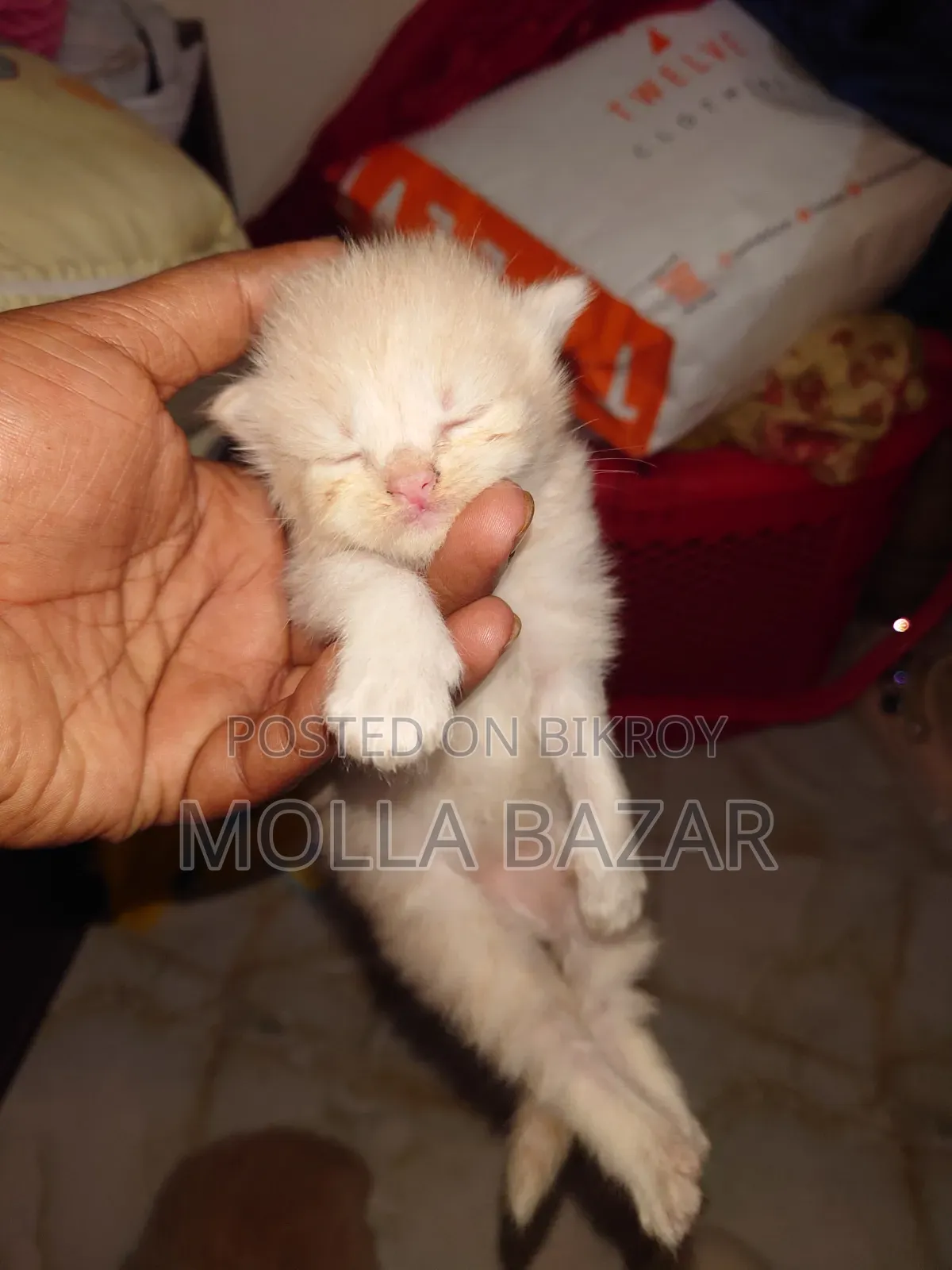 0-1 month Male Purebred Persian
