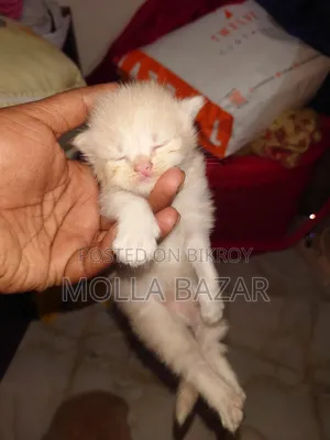 0-1 month Male Purebred Persian