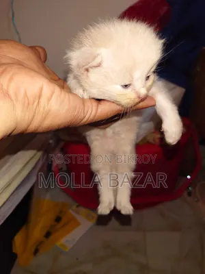 0-1 month Male Purebred Persian