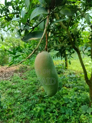 Mangoes in Wholesale