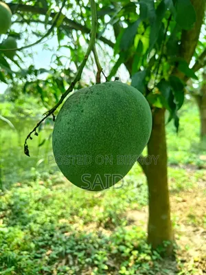 Mangoes in Wholesale