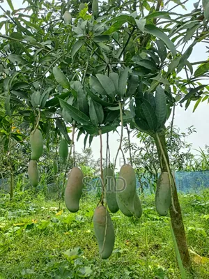 Mangoes in Wholesale