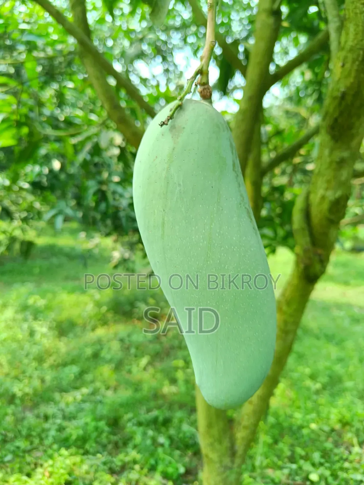 Mangoes in Wholesale