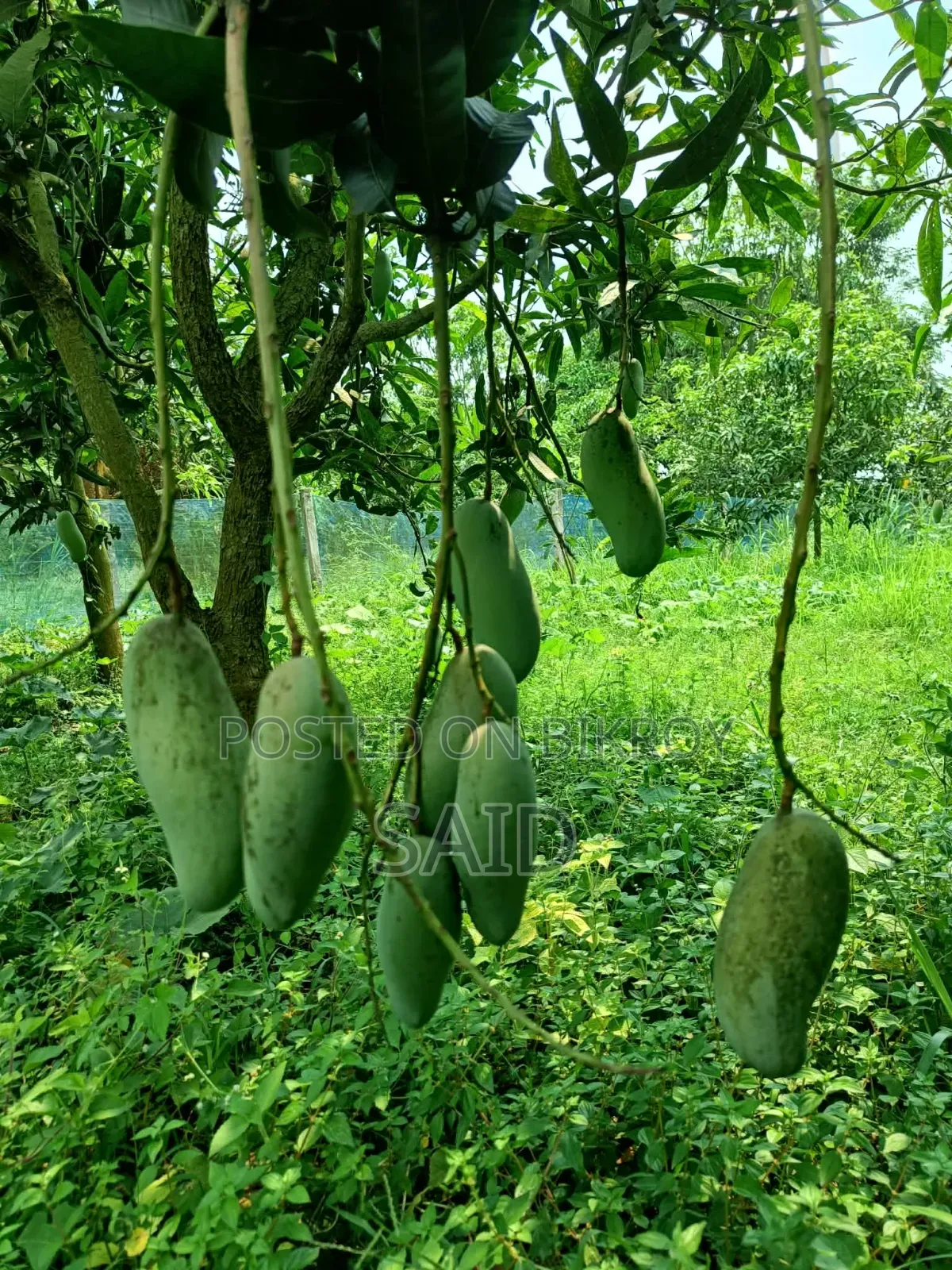 Mangoes in Wholesale