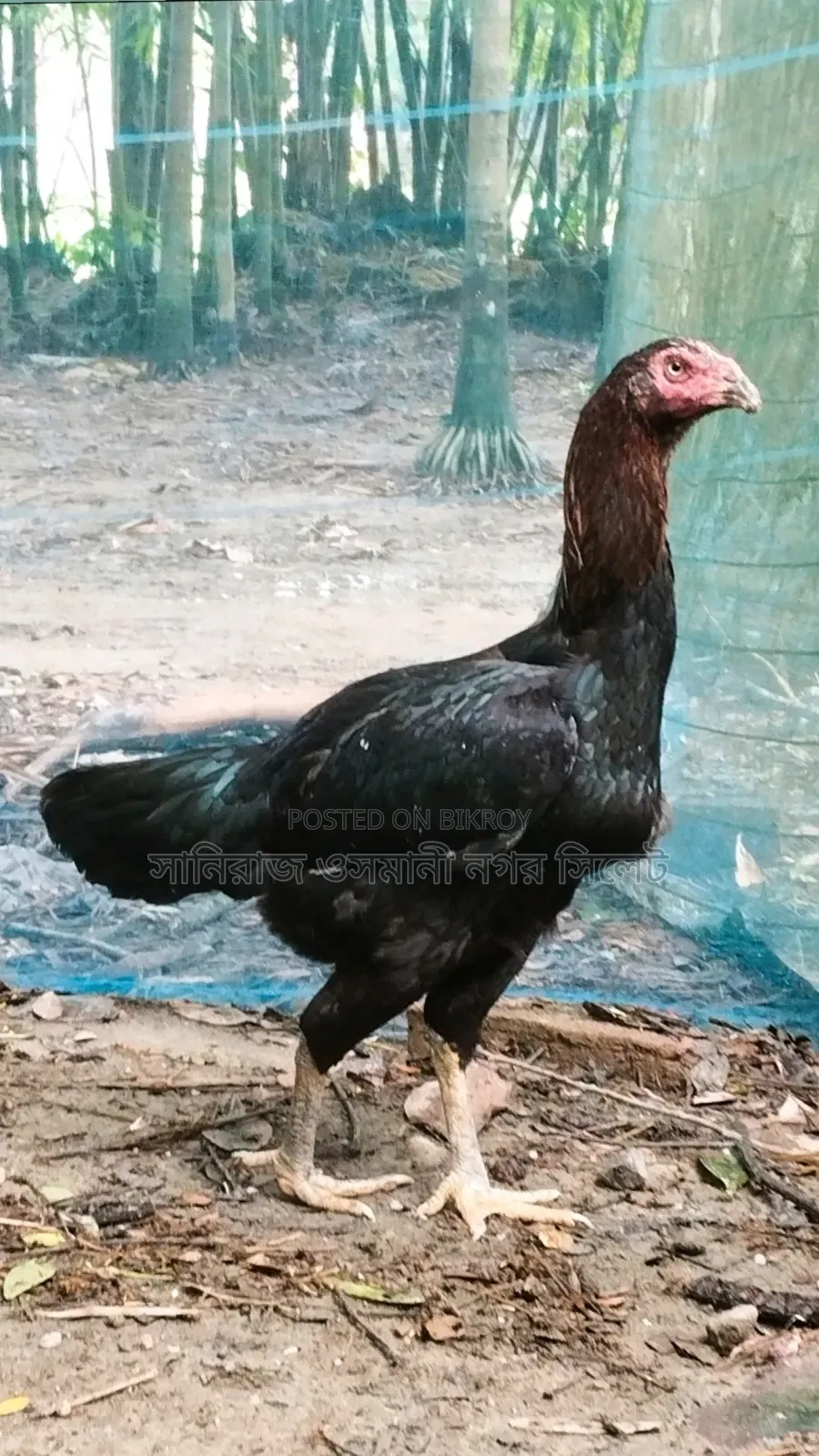 Surali Running Hen