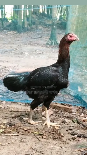 Surali Running Hen