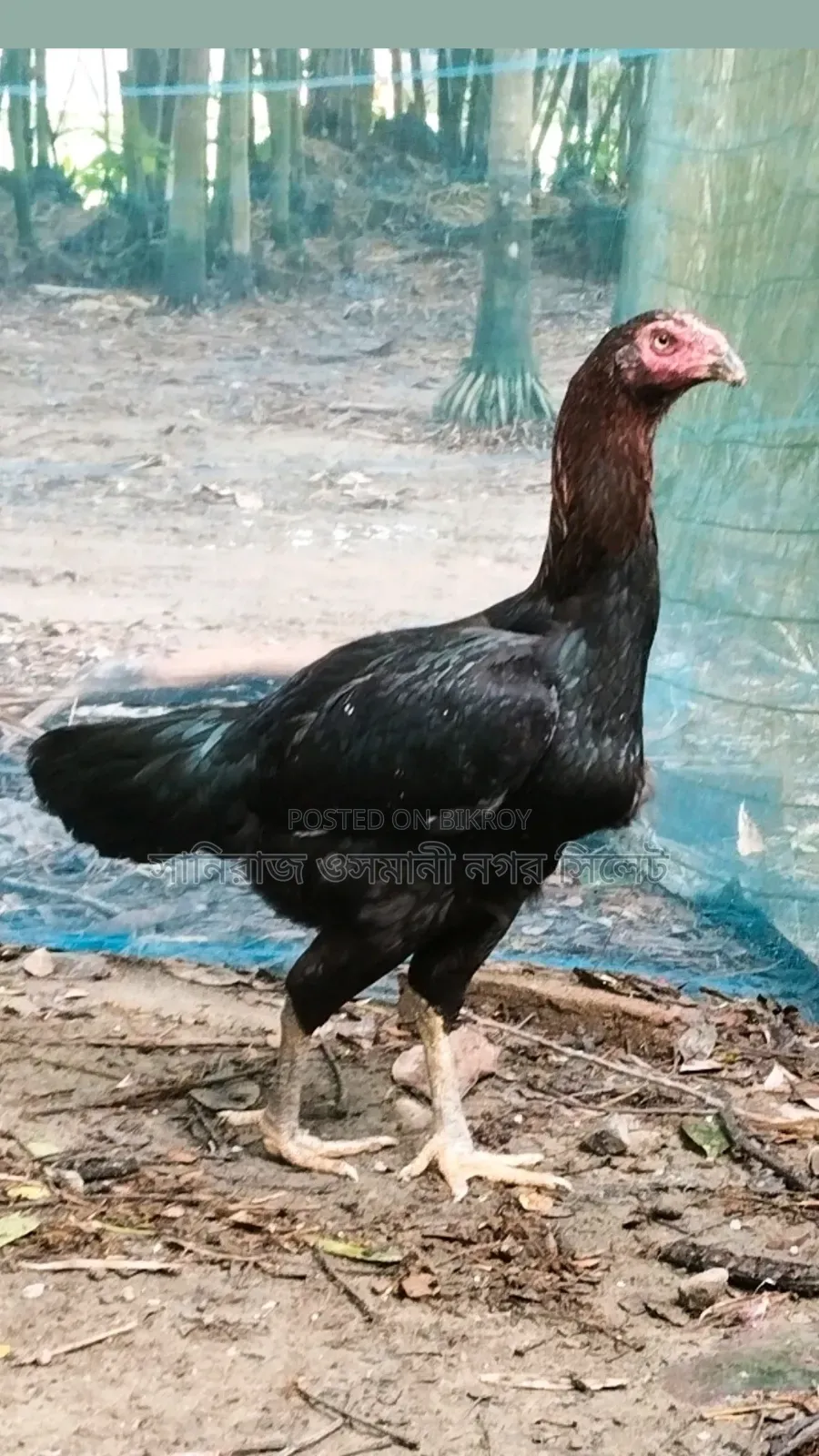 Surali Running Hen
