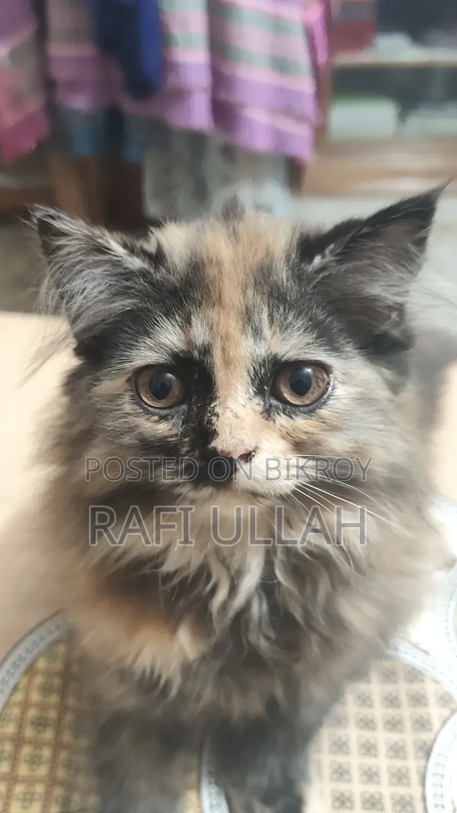 1-3 months Female Purebred Persian