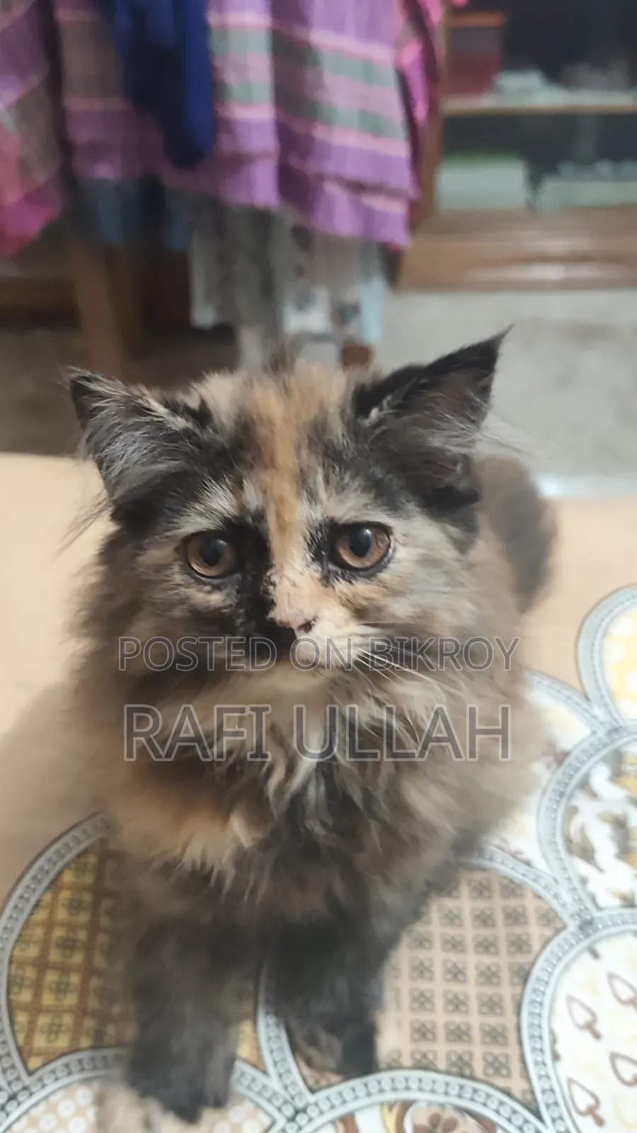 1-3 months Female Purebred Persian