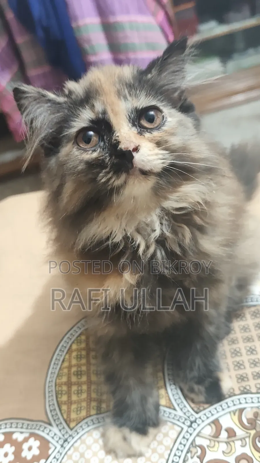 1-3 months Female Purebred Persian