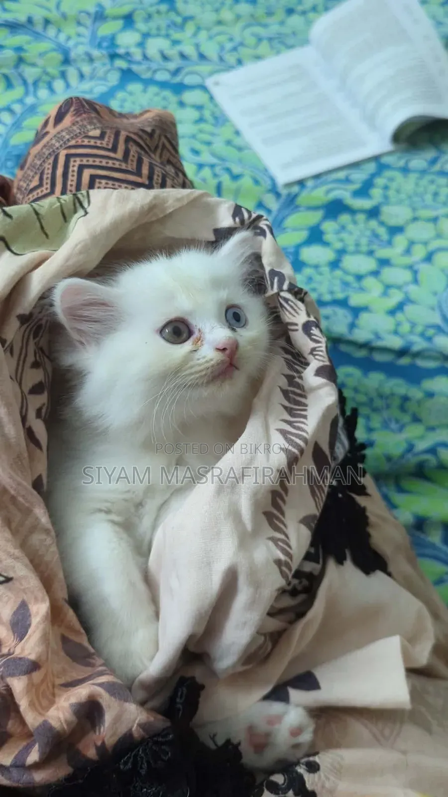 1-3 Months Female Purebred Persian