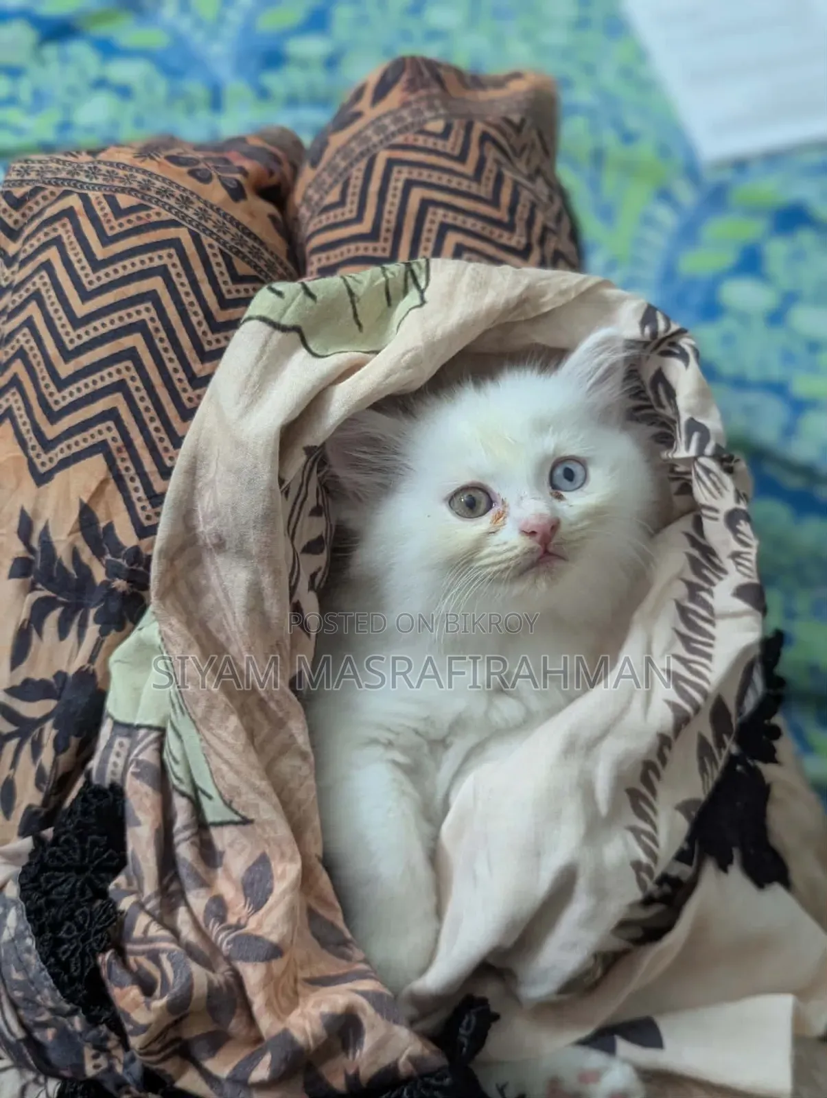 1-3 Months Female Purebred Persian