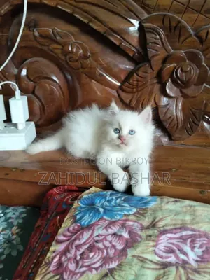 1-3 months Male Purebred Persian