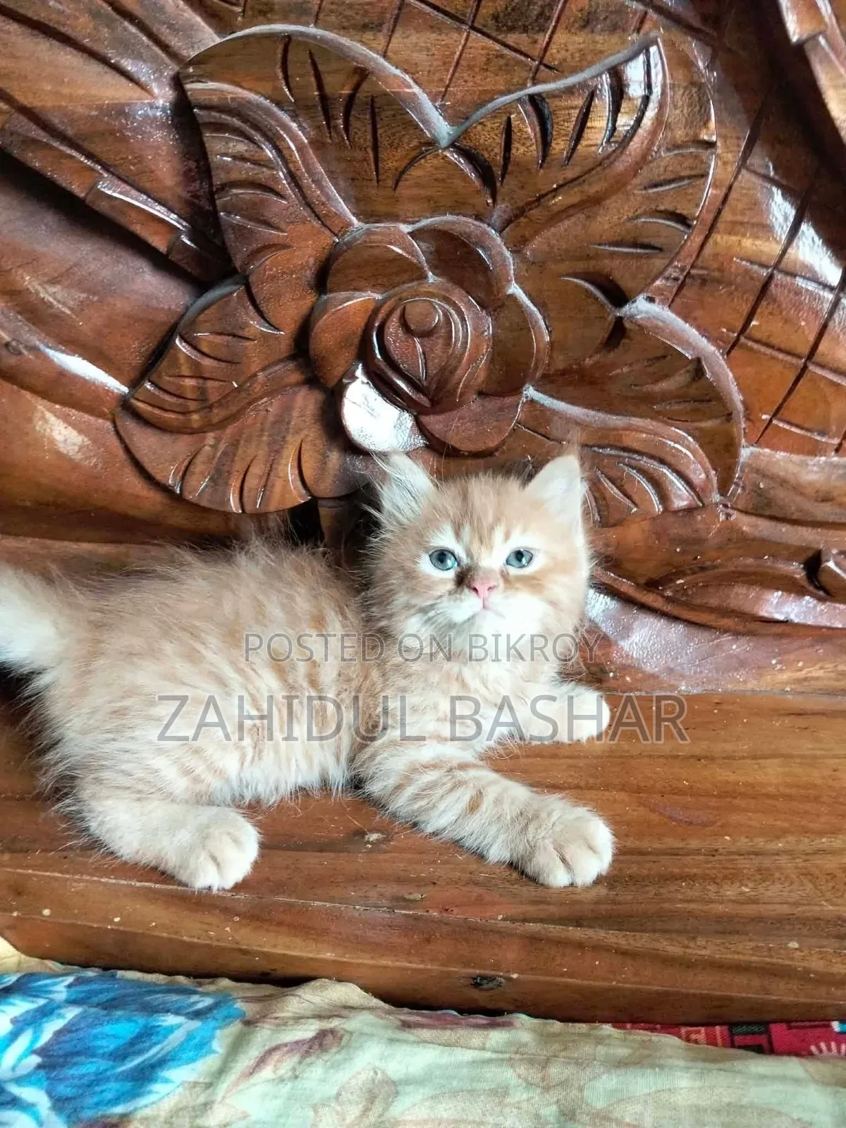 1-3 months Male Purebred Persian