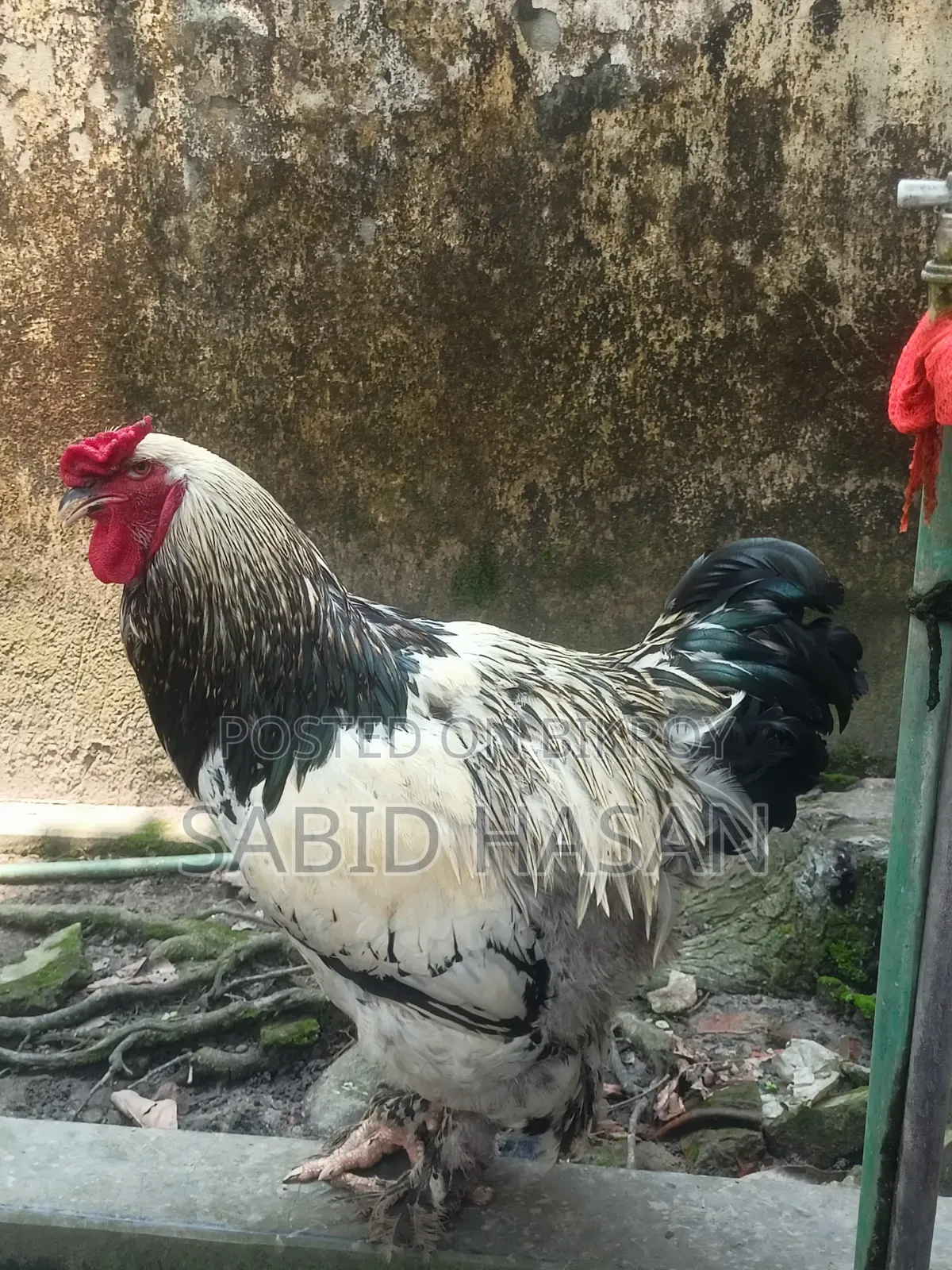 আমেরিকান কলম্বিয়ান লাইট ব্রাহমা মুরগি