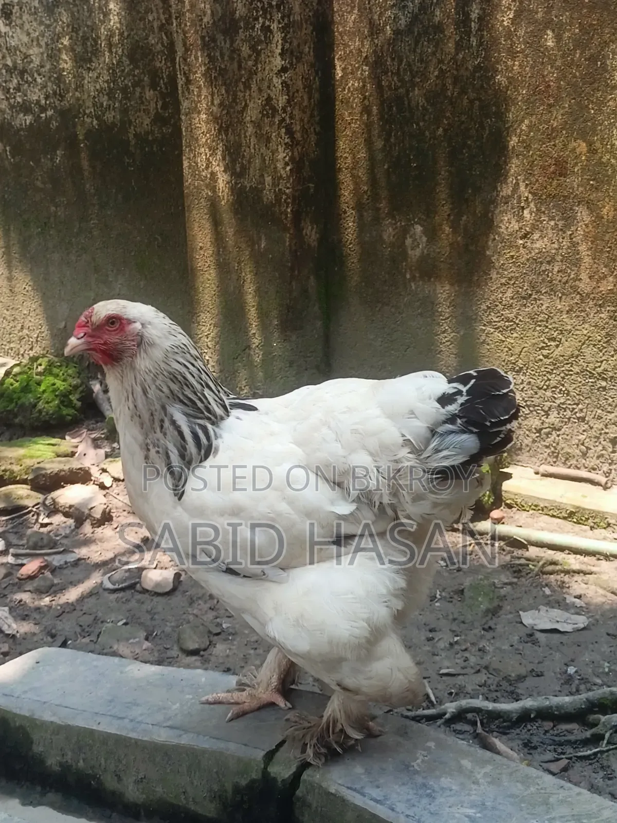 আমেরিকান কলম্বিয়ান লাইট ব্রাহমা মুরগি