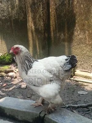 আমেরিকান কলম্বিয়ান লাইট ব্রাহমা মুরগি