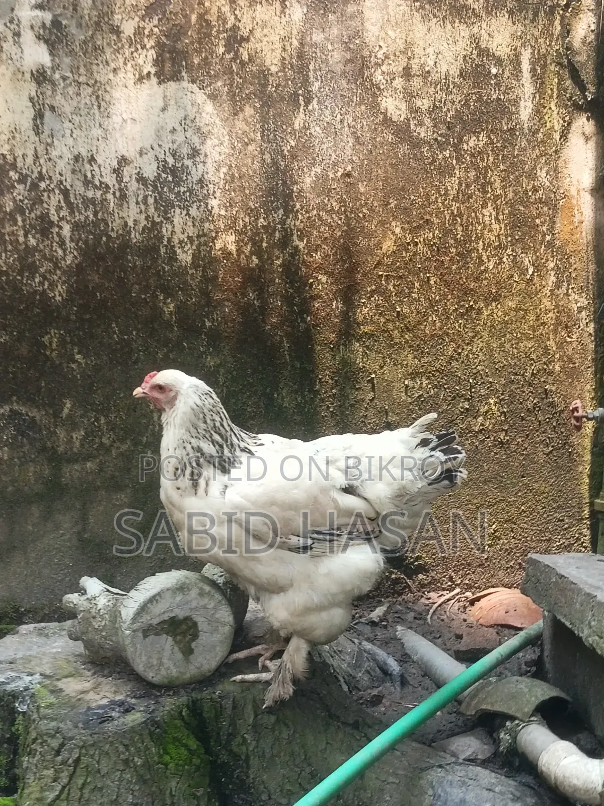 আমেরিকান কলম্বিয়ান লাইট ব্রাহমা মুরগি