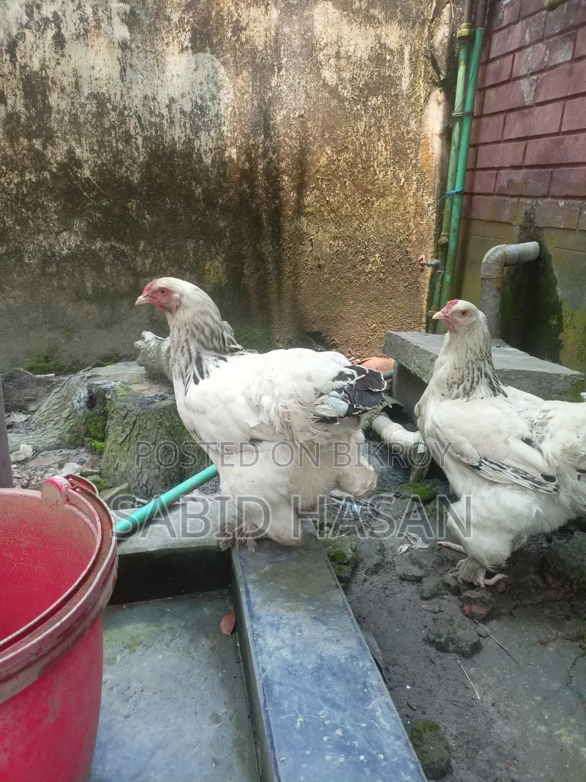 আমেরিকান কলম্বিয়ান লাইট ব্রাহমা মুরগি