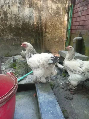 আমেরিকান কলম্বিয়ান লাইট ব্রাহমা মুরগি