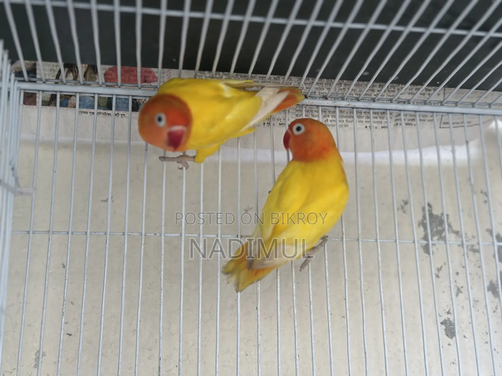 Decino Love Bird New Adult Pair