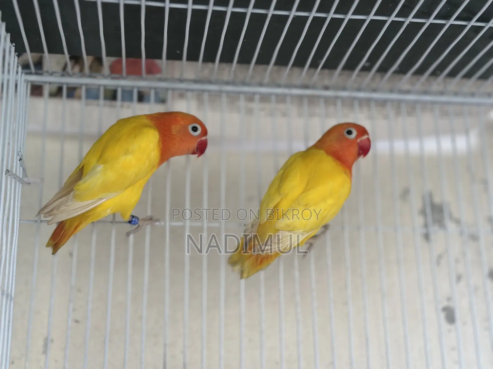 Decino Love Bird New Adult Pair