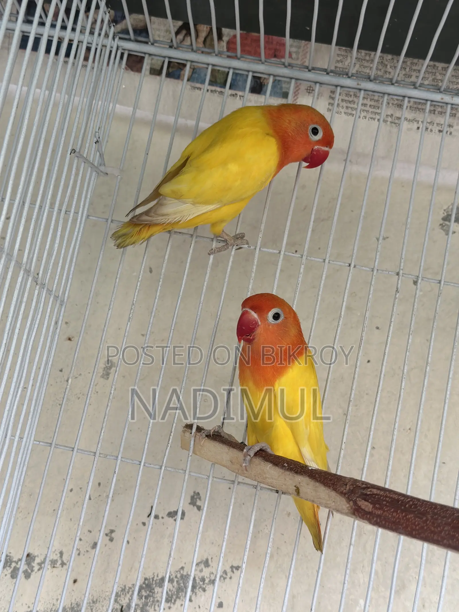 Decino Love Bird New Adult Pair