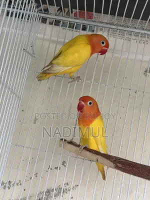 Decino Love Bird New Adult Pair