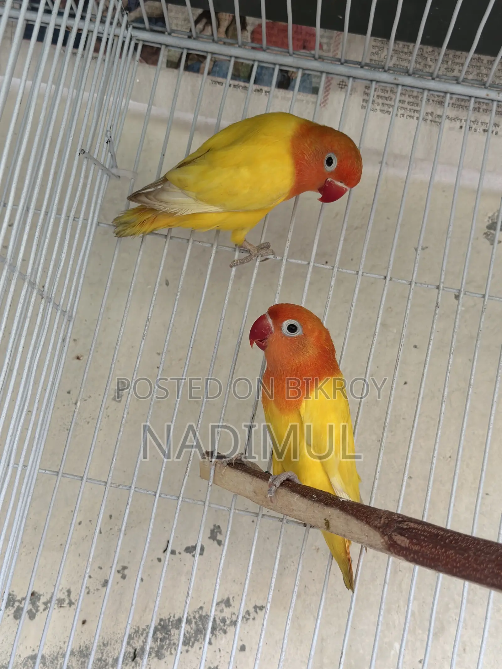 Decino Love Bird New Adult Pair