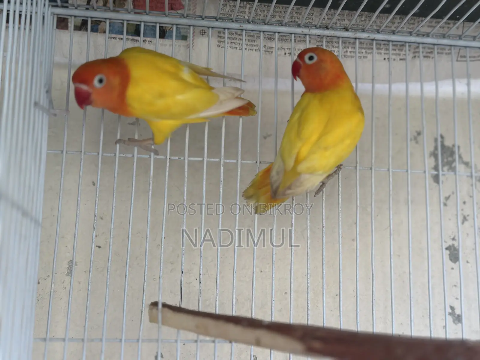 Decino Love Bird New Adult Pair