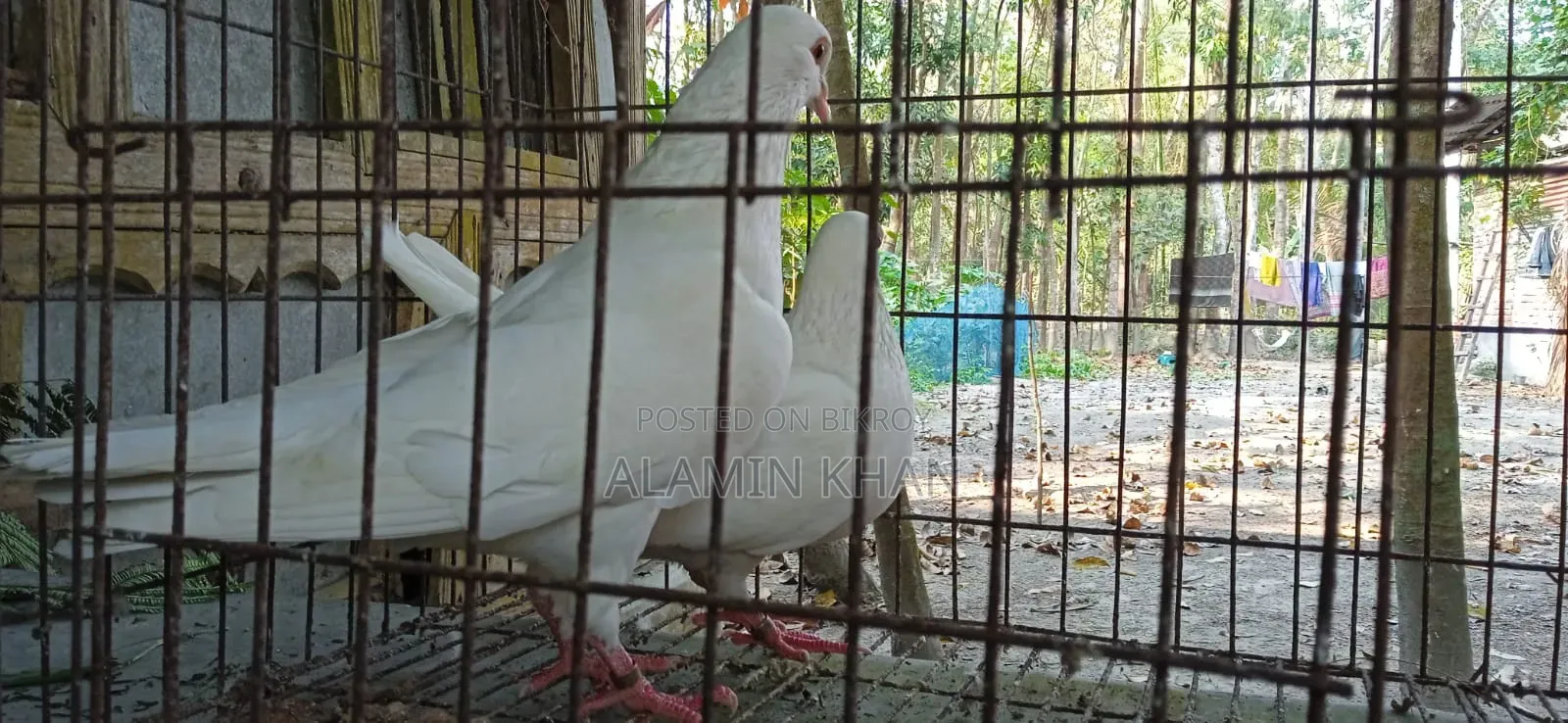 Running Chuinna Male Pigeon