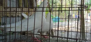Running Chuinna Male Pigeon