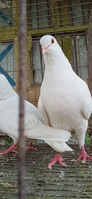 Running Chuinna Male Pigeon