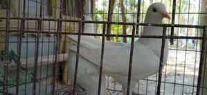 Running Chuinna Male Pigeon